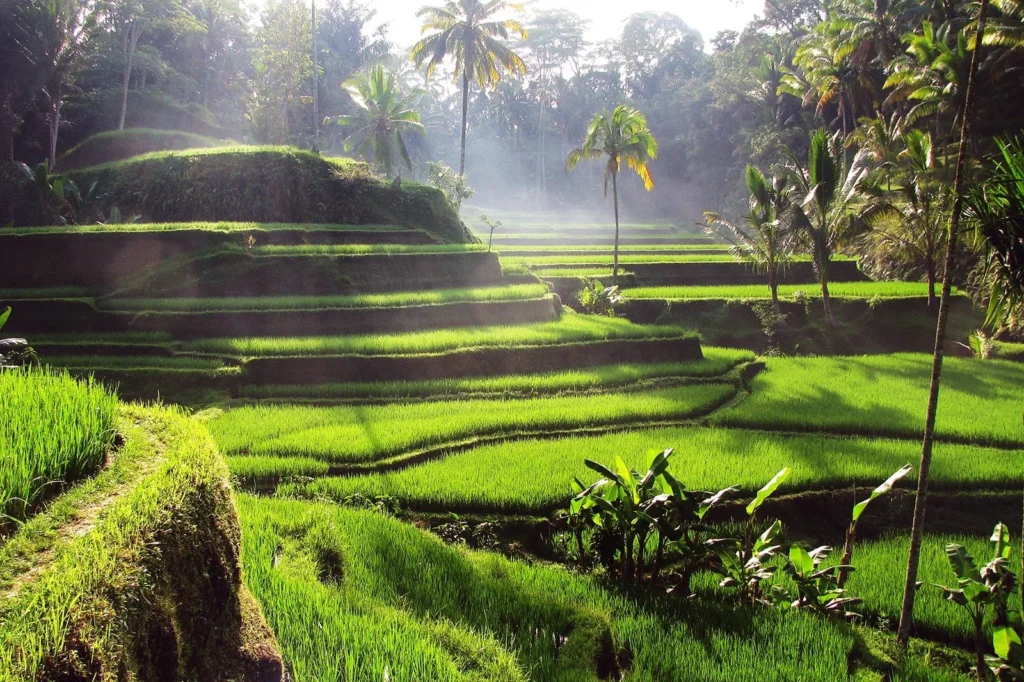 Ubud Bali Tour